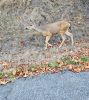 PICTURES/Anacortes Sites/t_Deer2.jpg